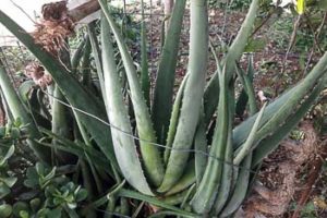 Aloe vera health benefits